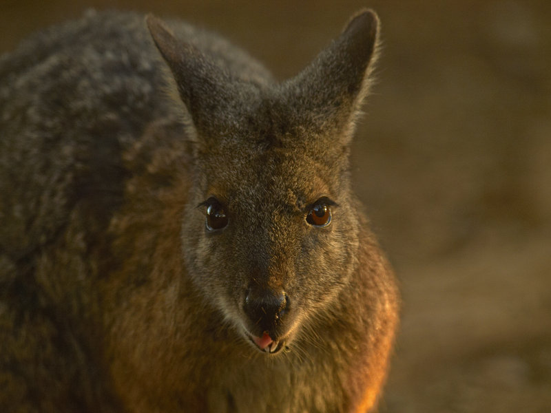 Kangaroo Island, Kangaroo